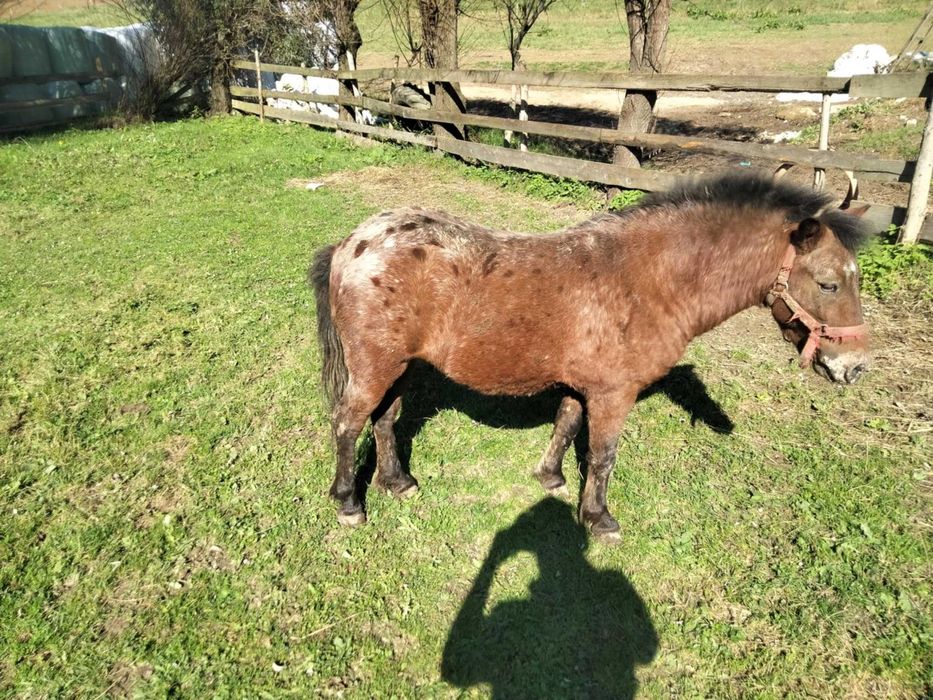 Sprzedam kucyka  ogierka  kucyki kucyk !