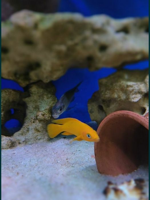 Продам Юлідохроміси Танганійска цихліда