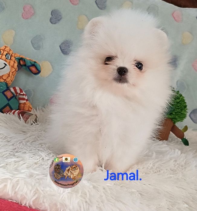 Piesek maleńkich rozmiarów Szpic Miniaturowy-Pomeranian.