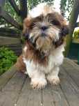 Mały Panicz shih tzu