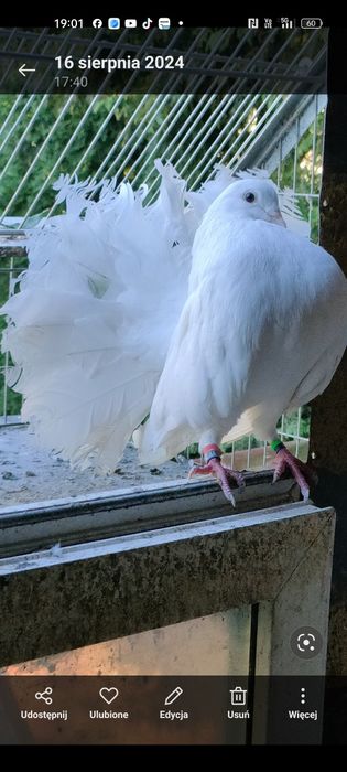 Sprzedam cztery pary pawi białych mają  ładne rozłozyste ogonki .