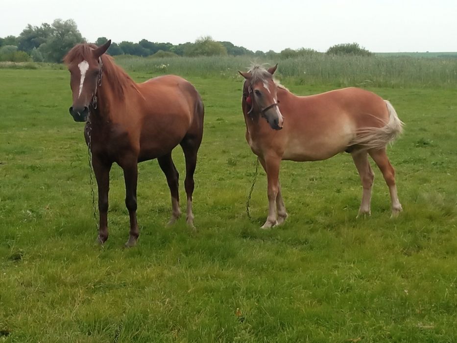 Продам пару коней