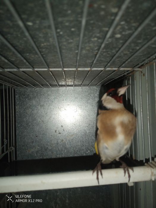 Canários lindos de bom porte