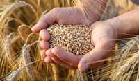 Продам пшеницю в Білоцерківському р-ні