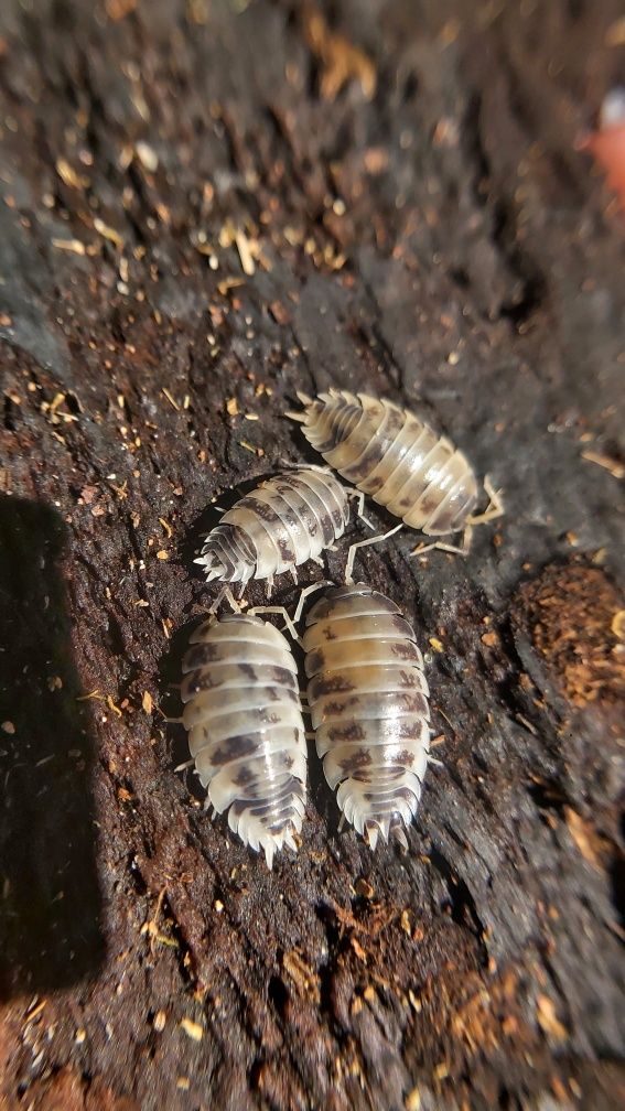 Prosionki/isopody porcellio laevis dairy cow i Orange