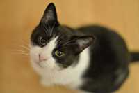 Guzik kot do adopcji czarno biały dorosły kociurek ze schroniska dom