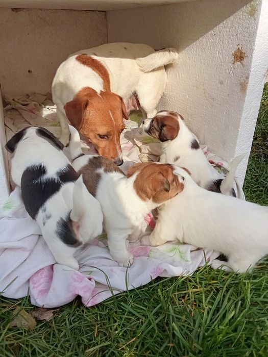 Джек Рассел тер'єр