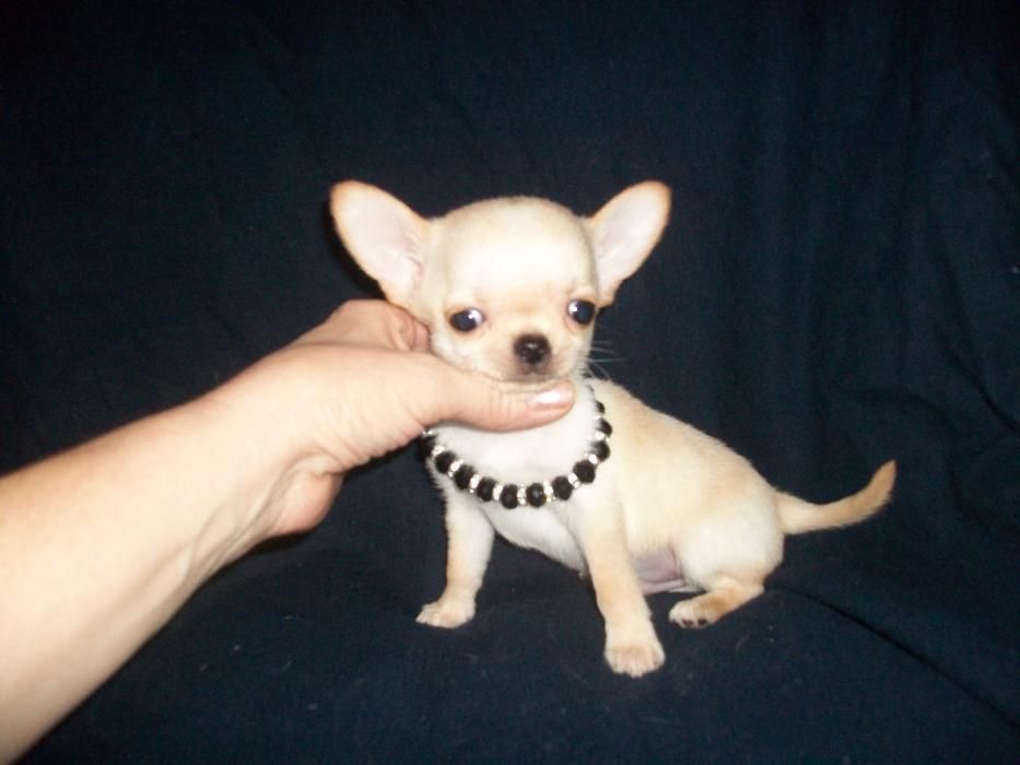 шикарные кобели от мини до стандарта чихуахуа вязка