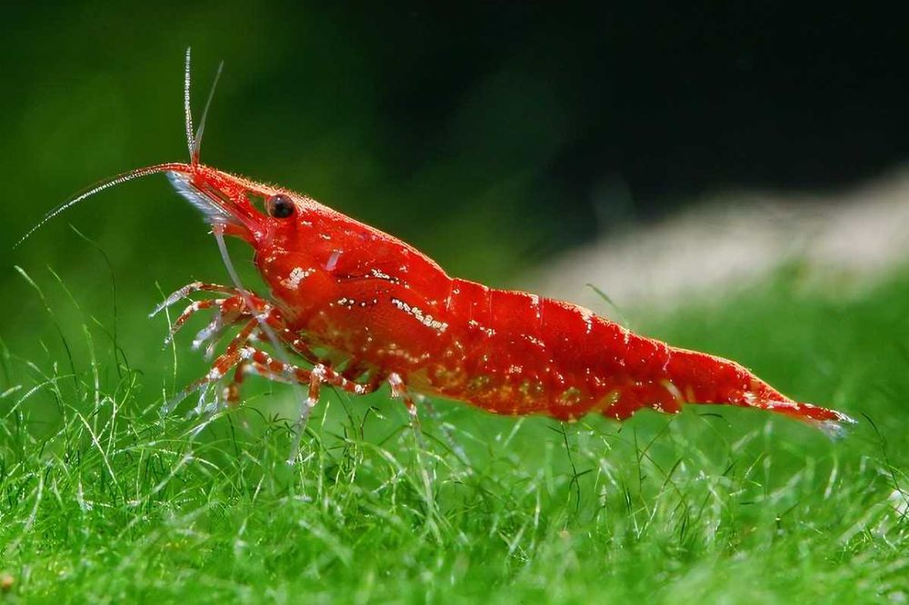 Posiadam na sprzedaż młode krewetki red cherry