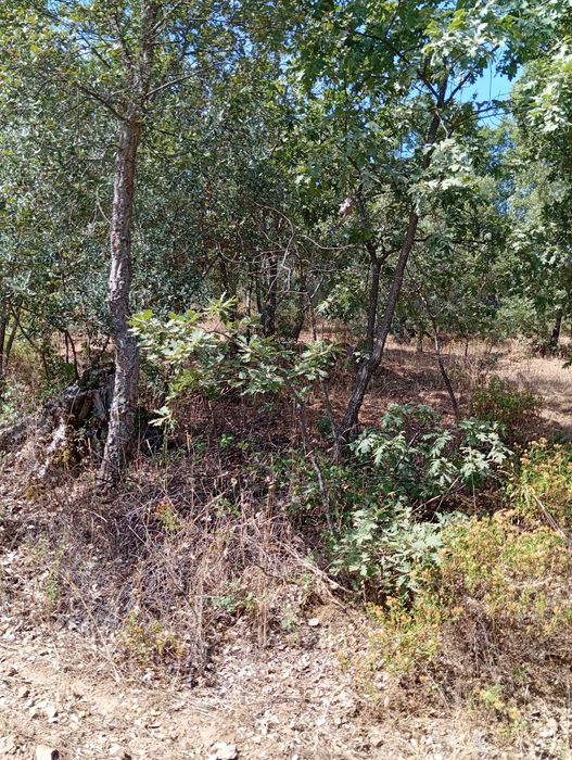 Terreno agrícola em Aldeia do Bispo/Penamacor com 1 hectare.