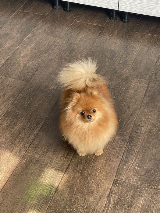 Шпиц померанский в продаже