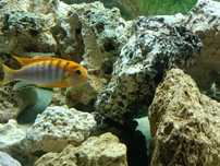 Macho Labidochromis sp Hongi, ciclideo