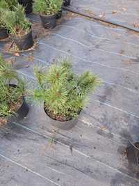 Kosodrzewina (pinus mugo pumilio)