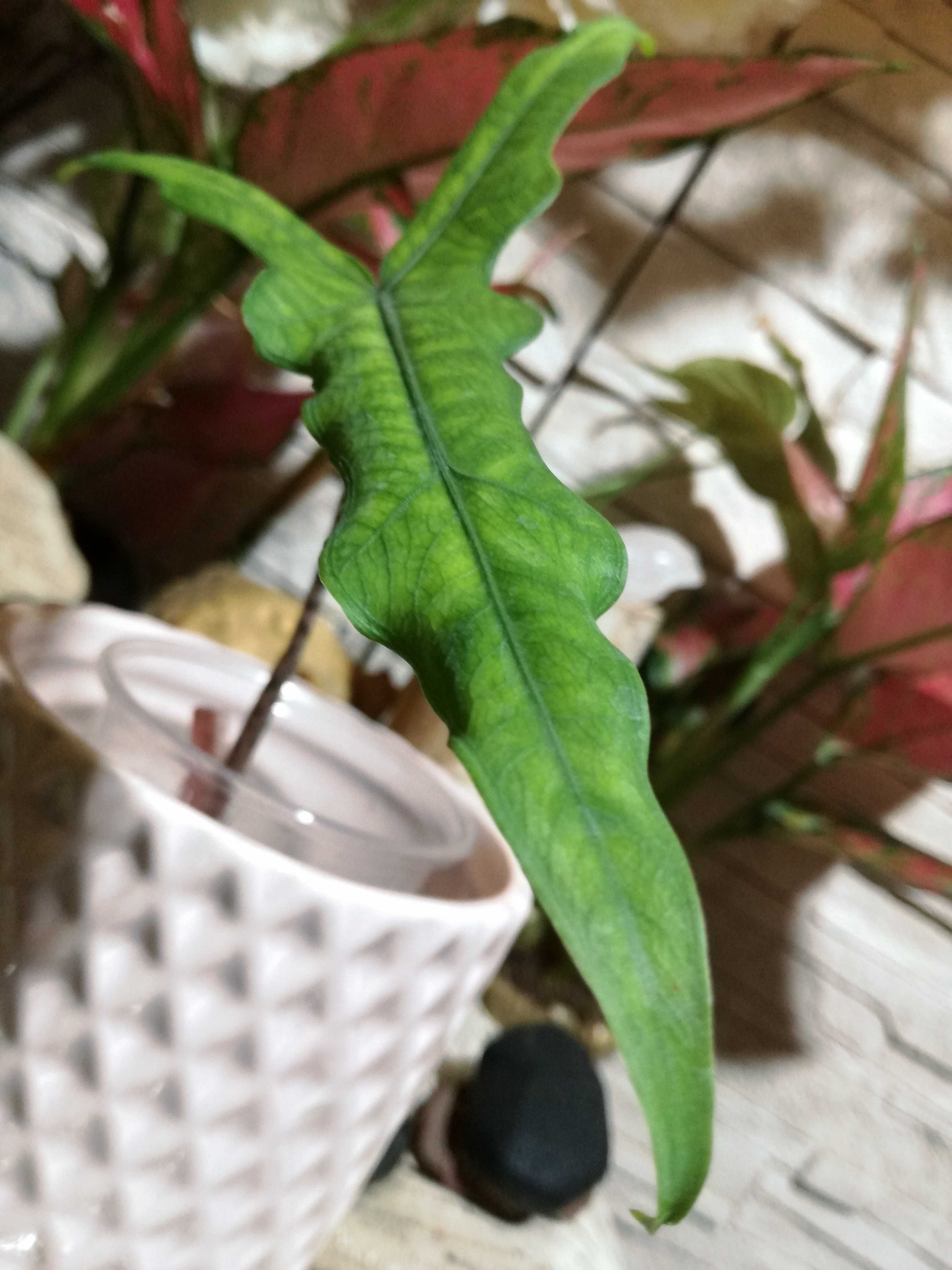 INTERNATIONAL Alocasia Sulawesi Sabrina dragon philodendron