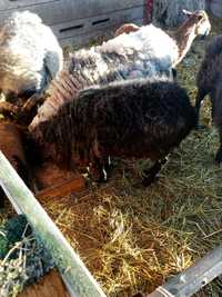 Owce wrzosówki baran owca