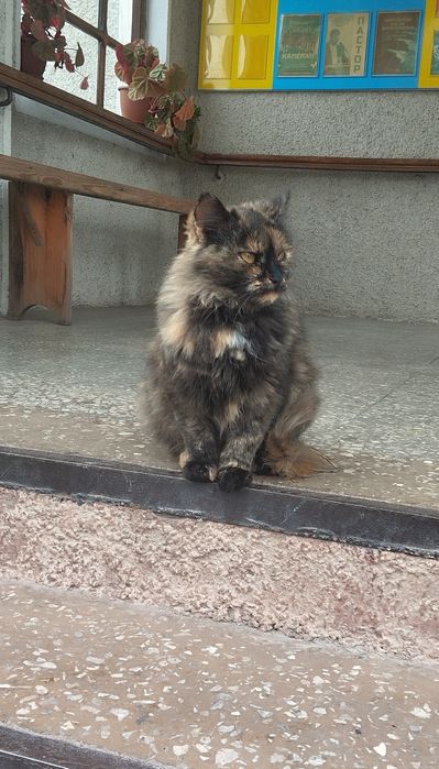 Безкоштовно кицюня