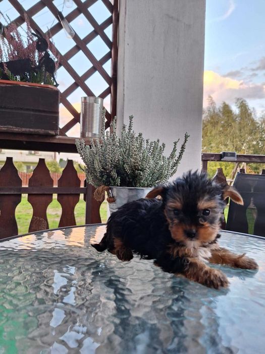 Yorkshire Terrier