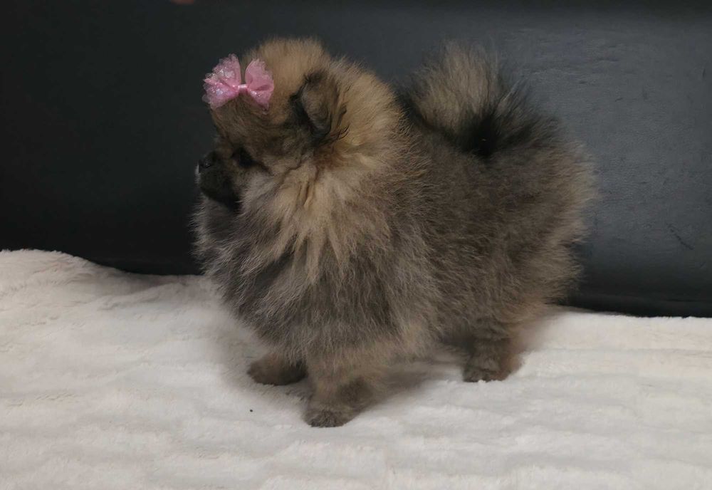 Piękna suczka Pomeranian szpic miniaturowy