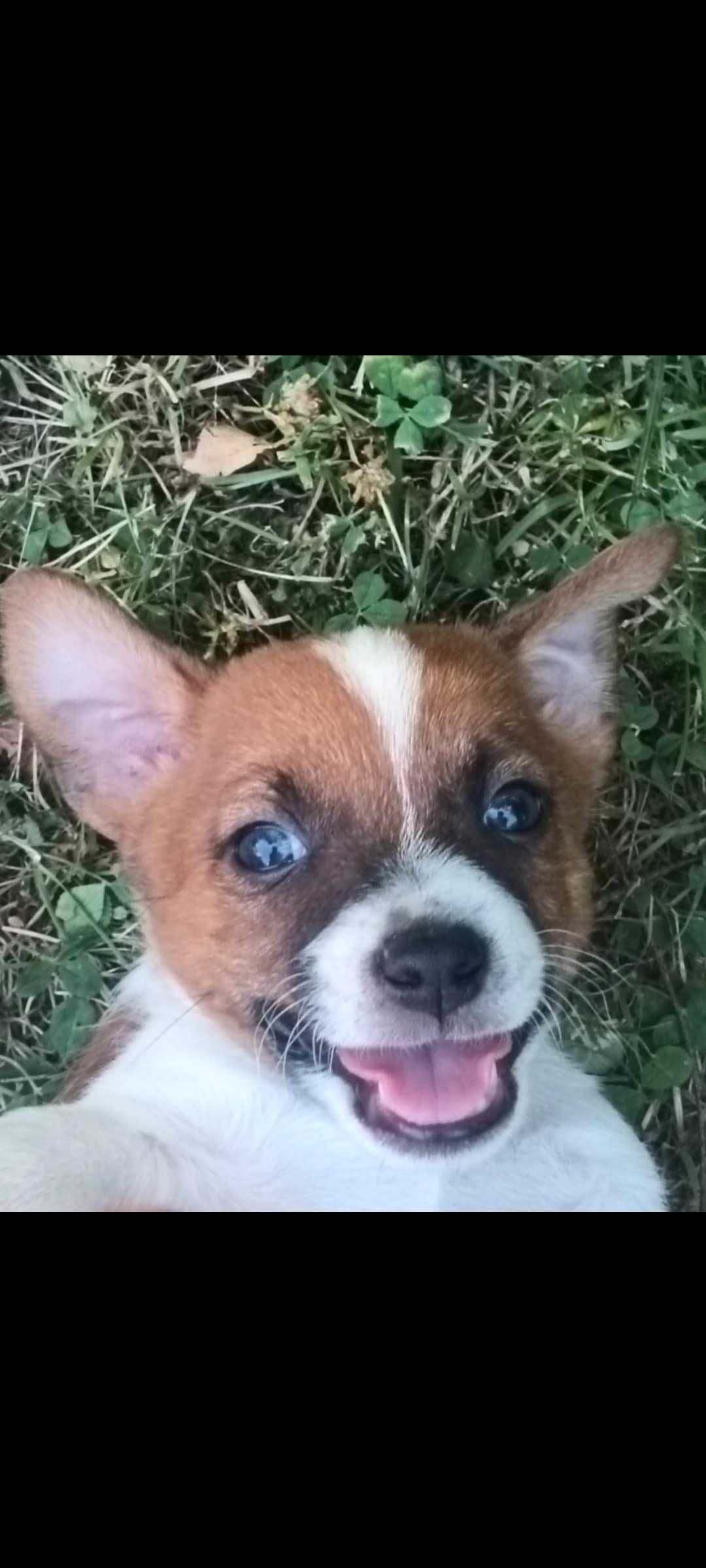 Jack russell terrier Piesek stary sącz