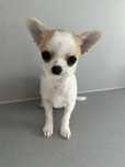 LIAM chihuahua chlopczyk GOTOWY DO ODBIORU