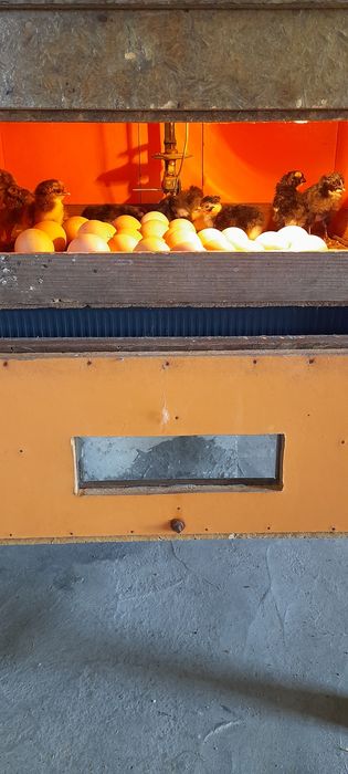Incubadora para ovos