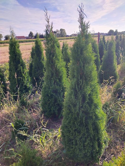 Sprzedam tuje Szmaragd od 140cm