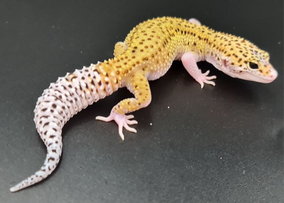Gekon lamparci Mack Snow Eclipse poss het Tremper