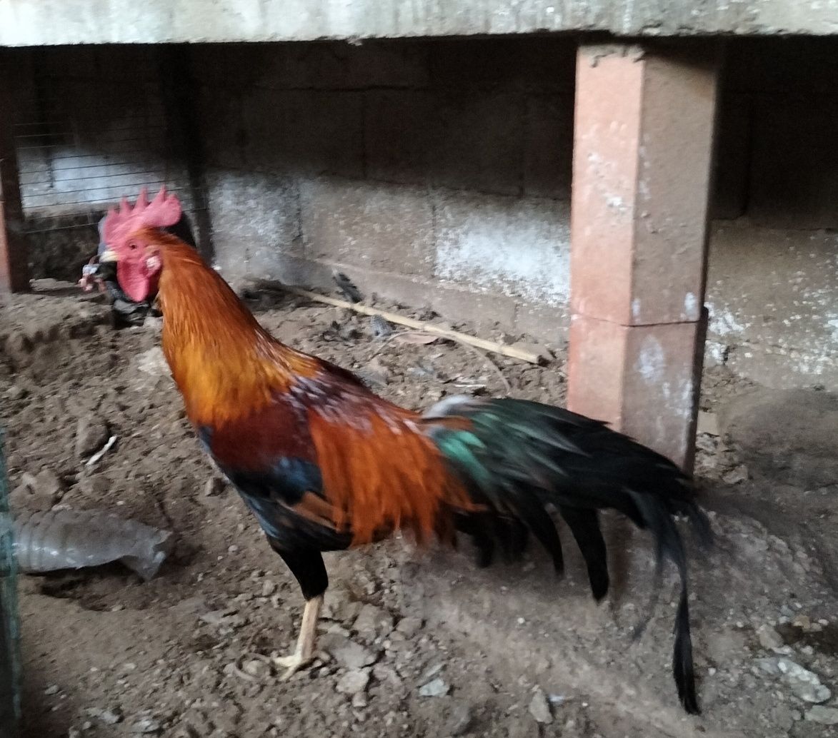 Trio de Ayam Ketawa