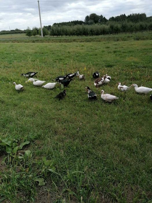 Sprzedam kaczki pekińskie