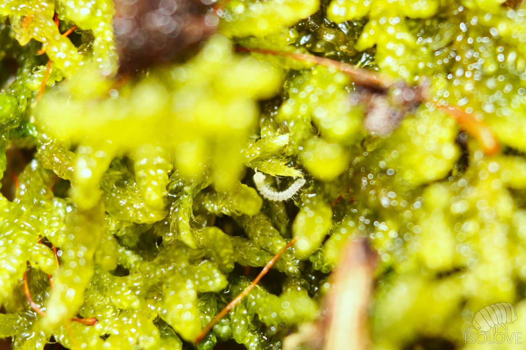 Poratia sp., rzadkie krocionogi, małe wije