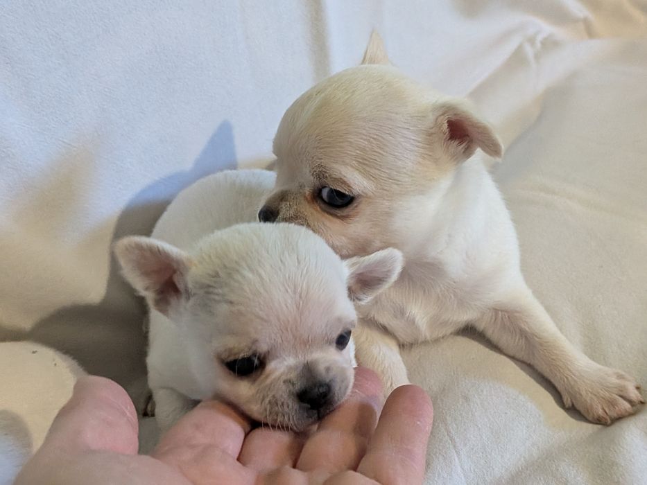 Chihuahua krótkowłosy FCI