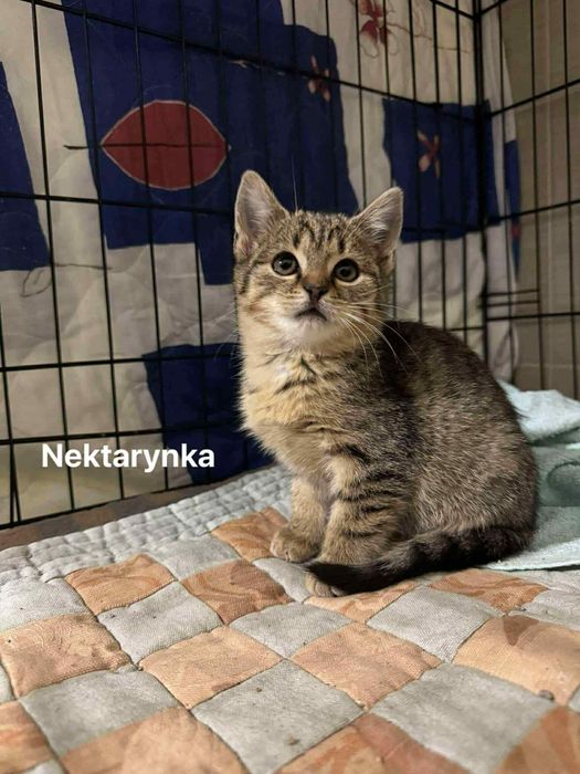 Trzy kocie siostry czekają na dom