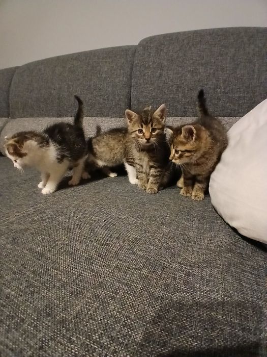 Oddam małe kotki w dobre ręce