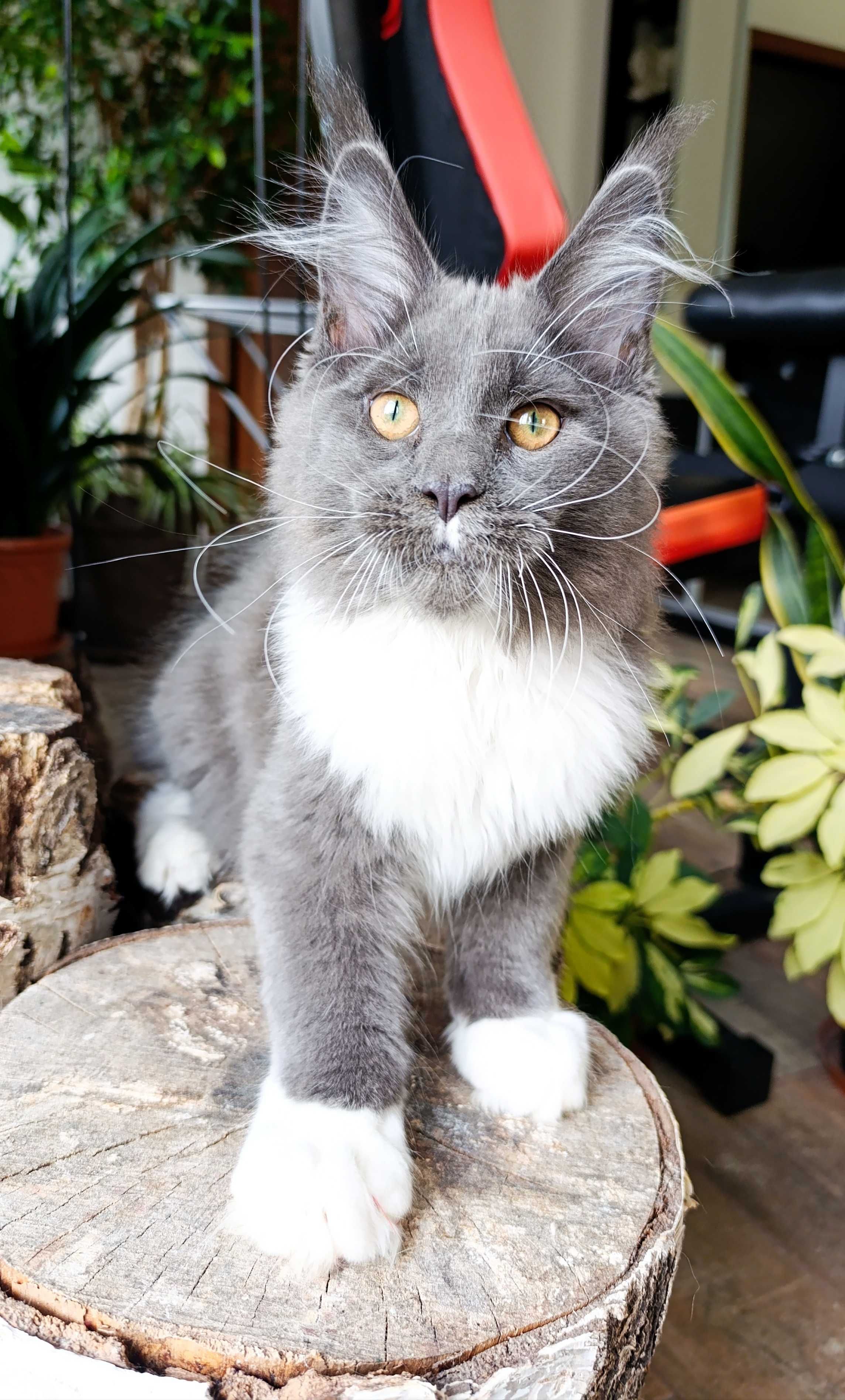 Niebiesko-biały mruczek Maine Coon - FPL