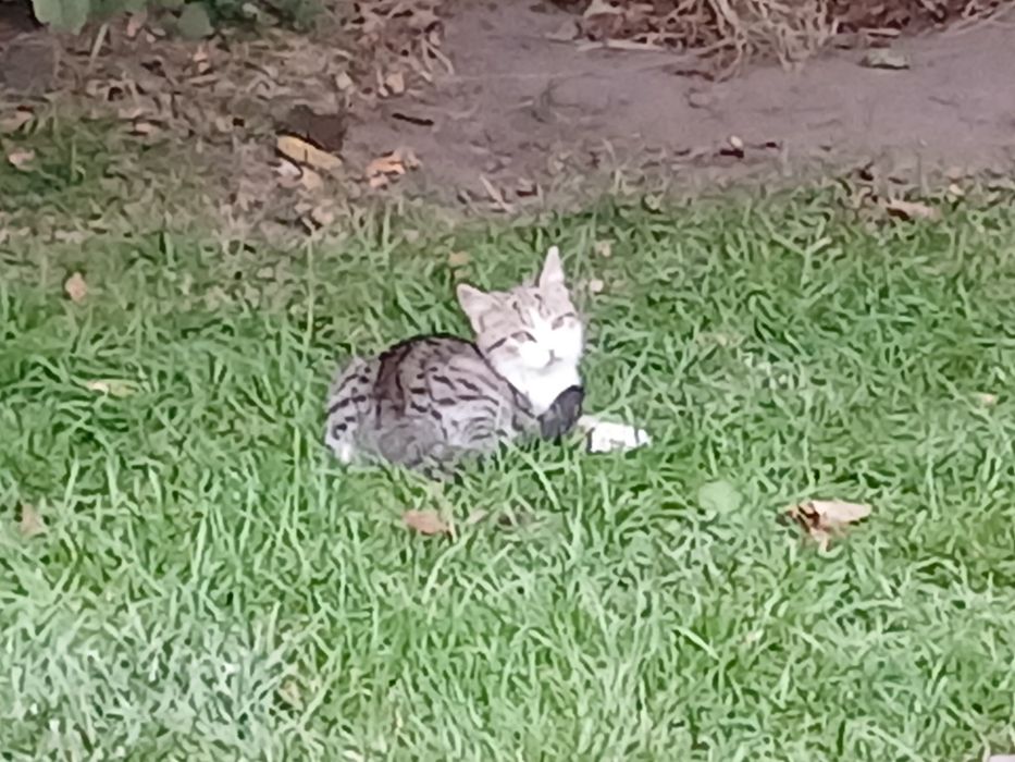 Віддам котенятко