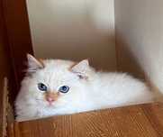 RAGDOLL kocięta z rodowodem