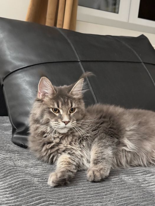 Maine Coon  niebieska kotka a25
