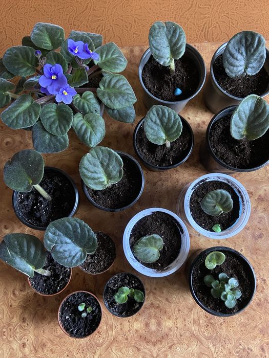 Фиалка голубая-синяя