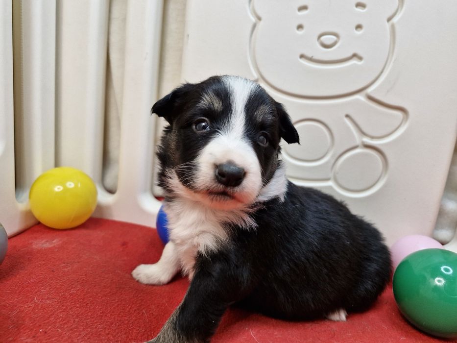 Border Collie suczka tri color