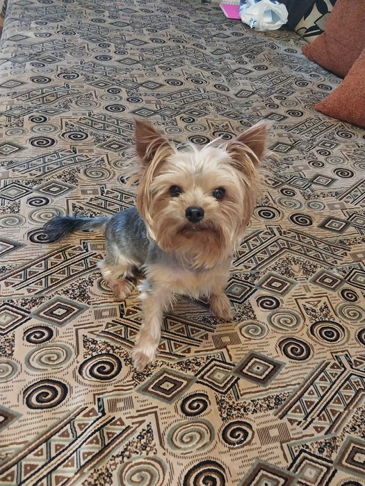 Йорк срочно !!! 3000