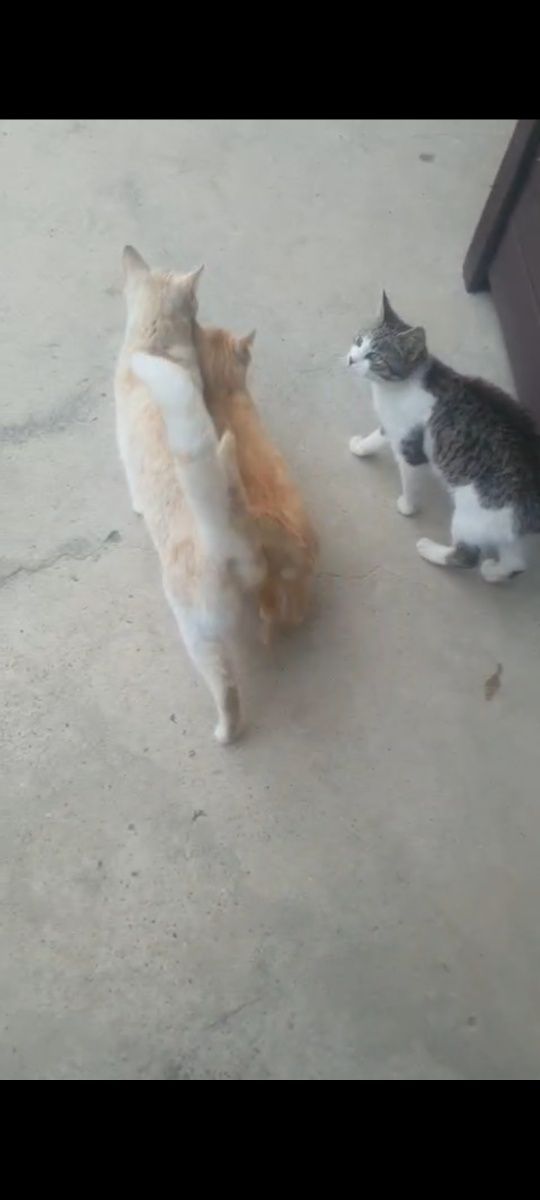 Kocurek do oddania!!