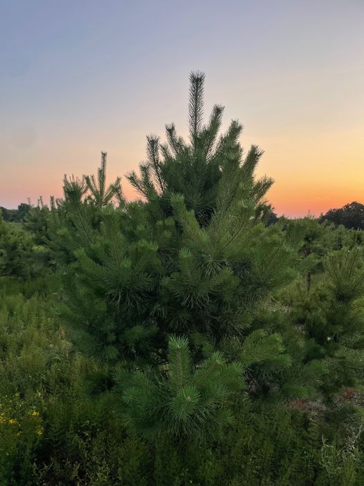 Продам сосны новогодние, сосна новорічна