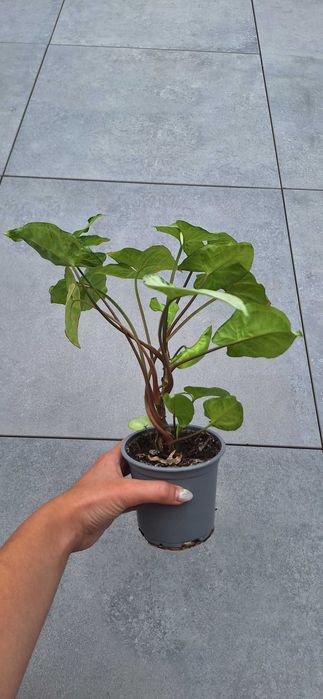 Syngonium white butterfly