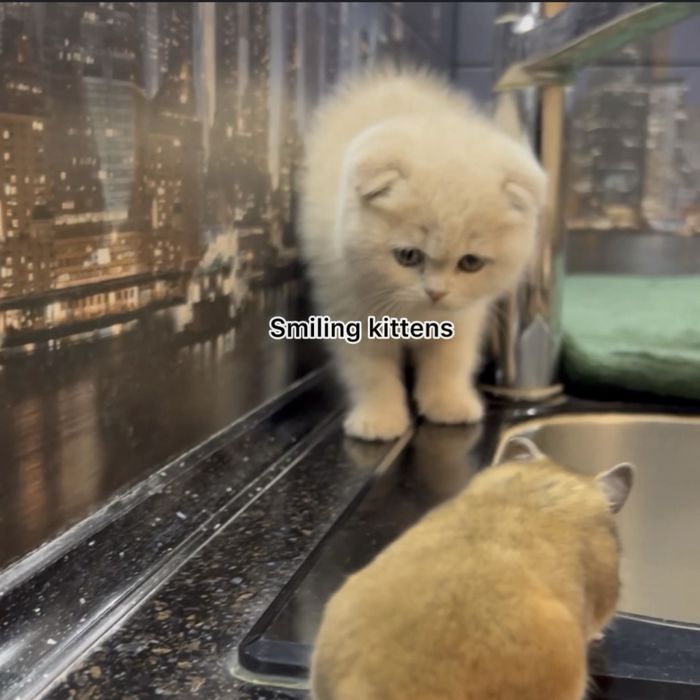 Кошеня  кремове