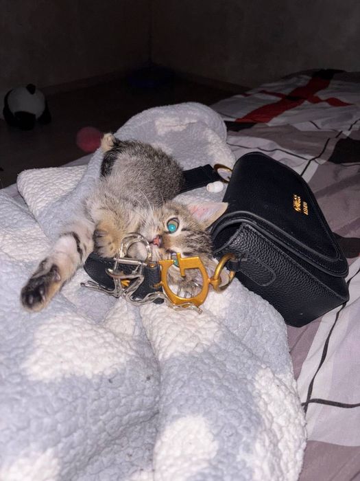 Віддам в добрі руки котика