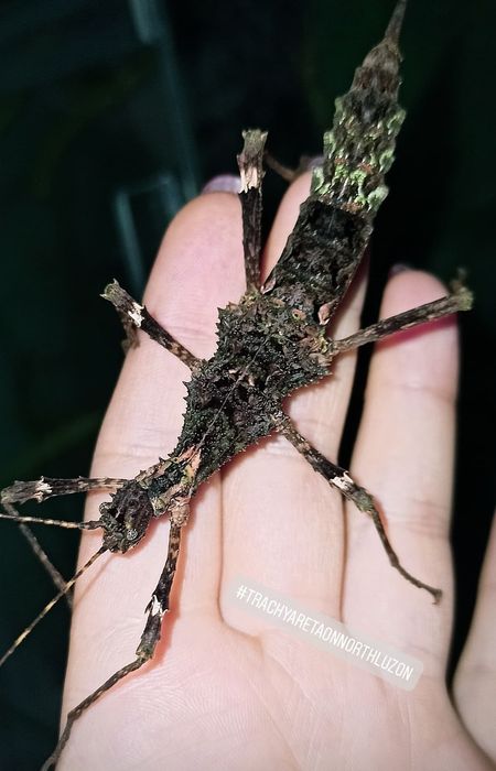 Палочник " Trachyaretaon sp. North Luzon"