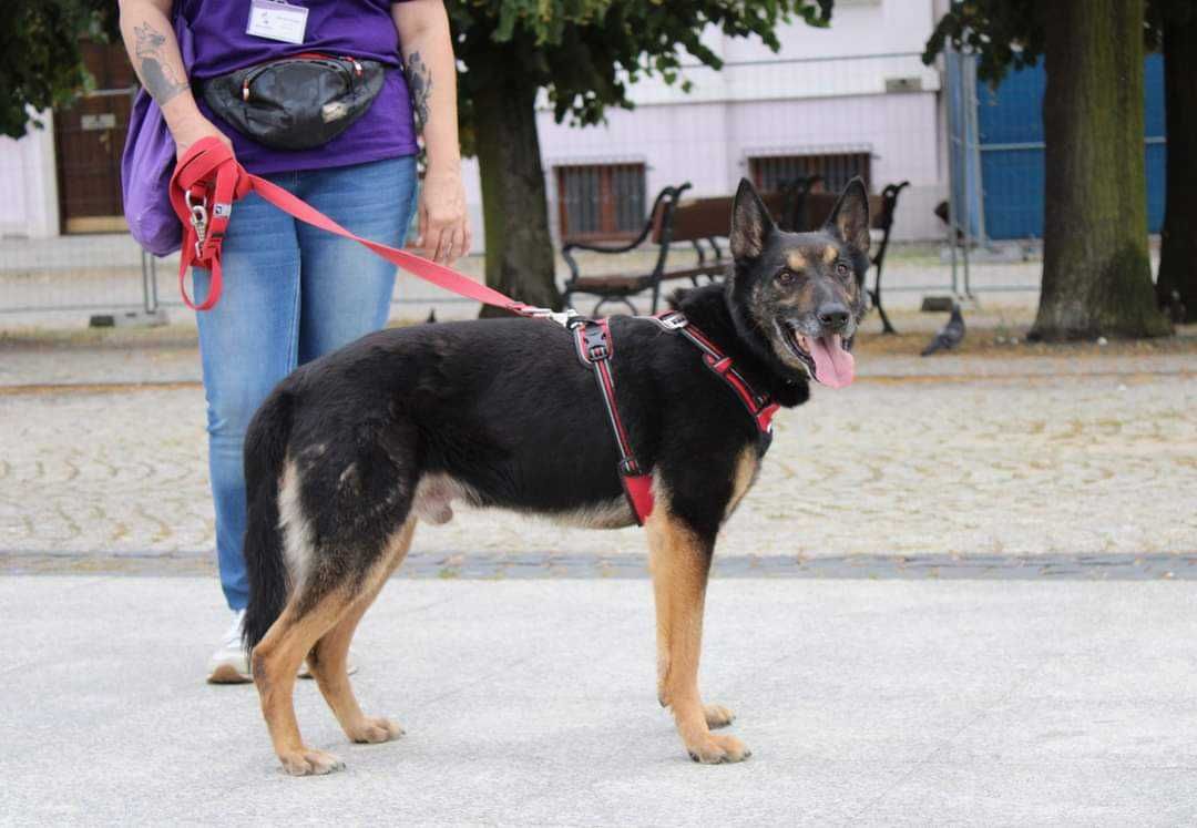 Cudowny owczarek poleca się do adopcji!