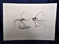 Desenho Tinta China Insecto Roger Uttama 3