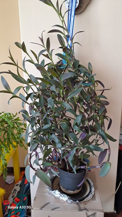 Tradescantia purpurina