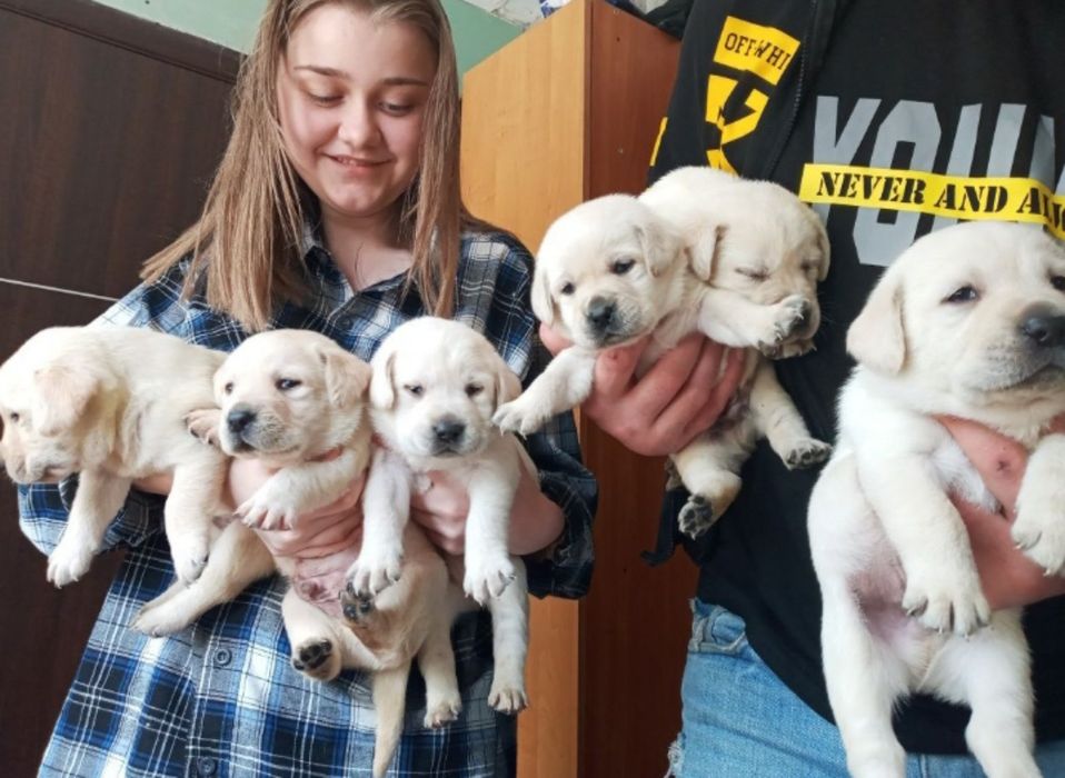 Шоколадный Лабрадор с Документами ЧИП Доставка в Германию